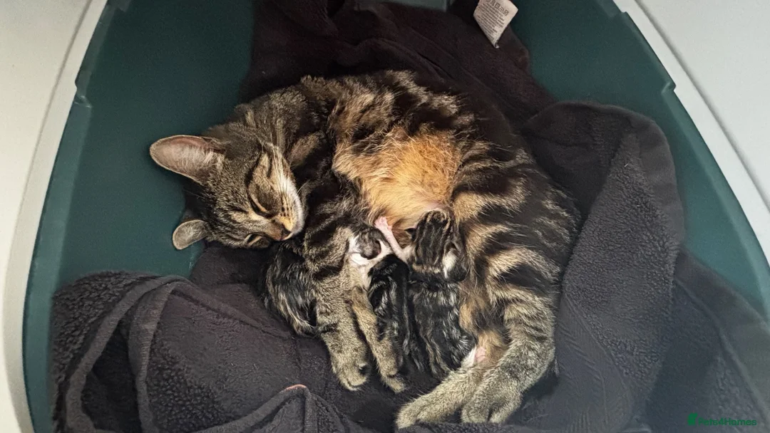 Mixed Breed cats for sale: Litter of 5 kittens mackerel  - Advert 1