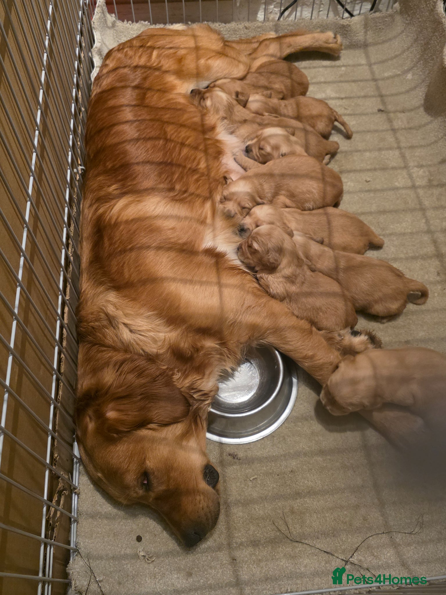 Golden Retriever dogs Kc registered golden retrievers  - Advert 1