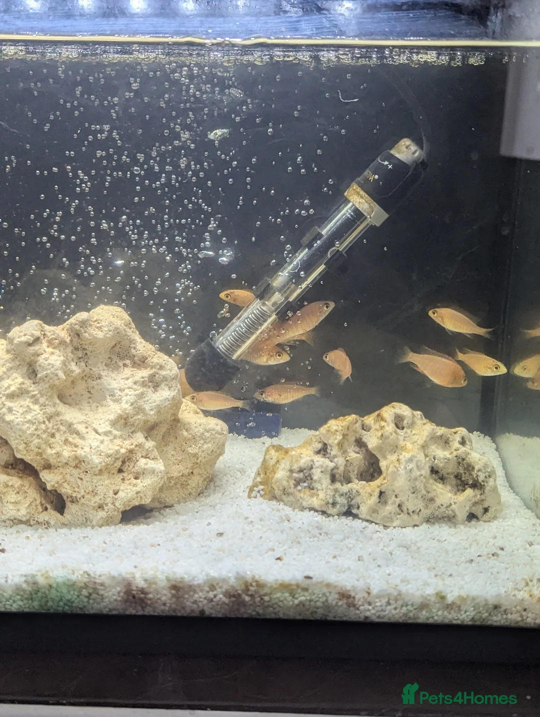 Cichlids fish for sale: African cichlid fish for sale  in Liverpool - Advert 6
