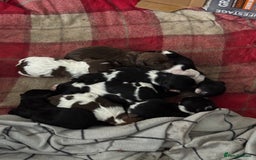 Mixed Breed dogs for sale: 8 Springer mix Puppies - Advert 2