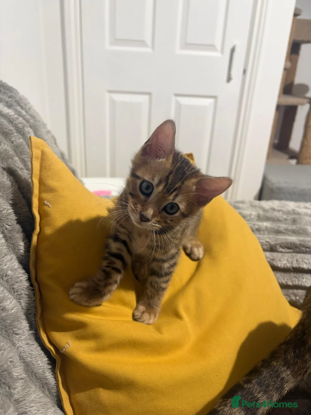 Bengal cats for sale: Pure Bred Bengal Male  - Advert 11