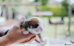 English Bulldog dogs for sale: Stunning litter of  English bulldog puppies - Image 26