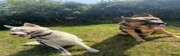 Siberian Husky dogs for sale: Siberian husky  - Advert 2