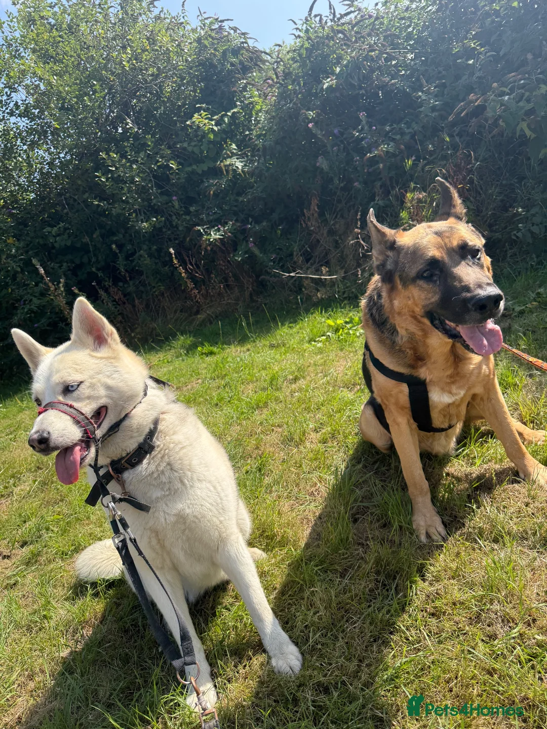 Siberian Husky dogs for sale: Siberian husky  - Advert 2