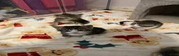 Domestic Shorthair cats for sale: 3 boy kittens for sale in Sherborne - Advert 9