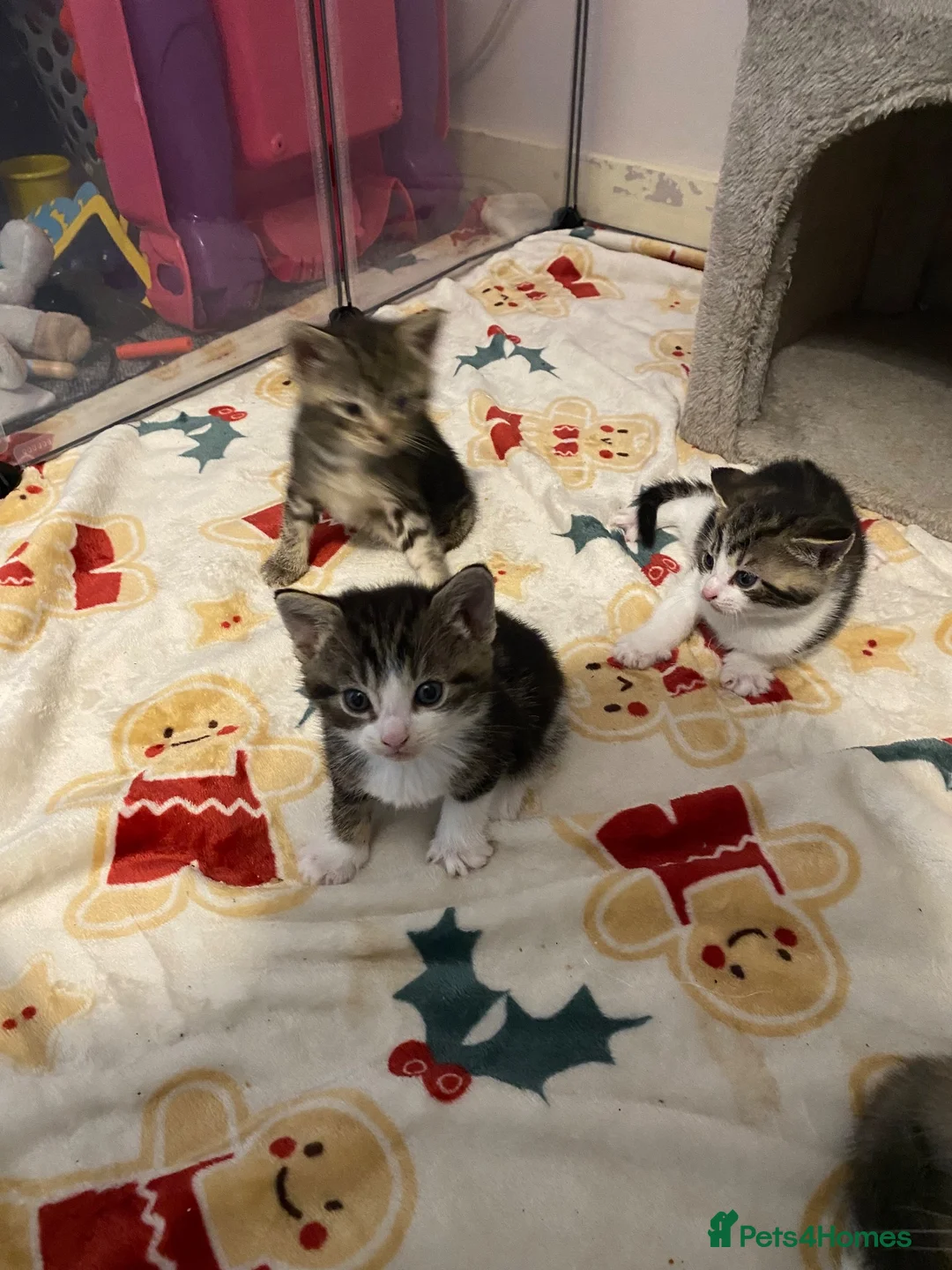 Domestic Shorthair cats for sale: 3 boy kittens for sale in Sherborne - Advert 9