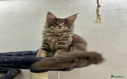 Maine Coon cats for sale: Stunning TICA Registered Maine Coon Boys Available - Image 10