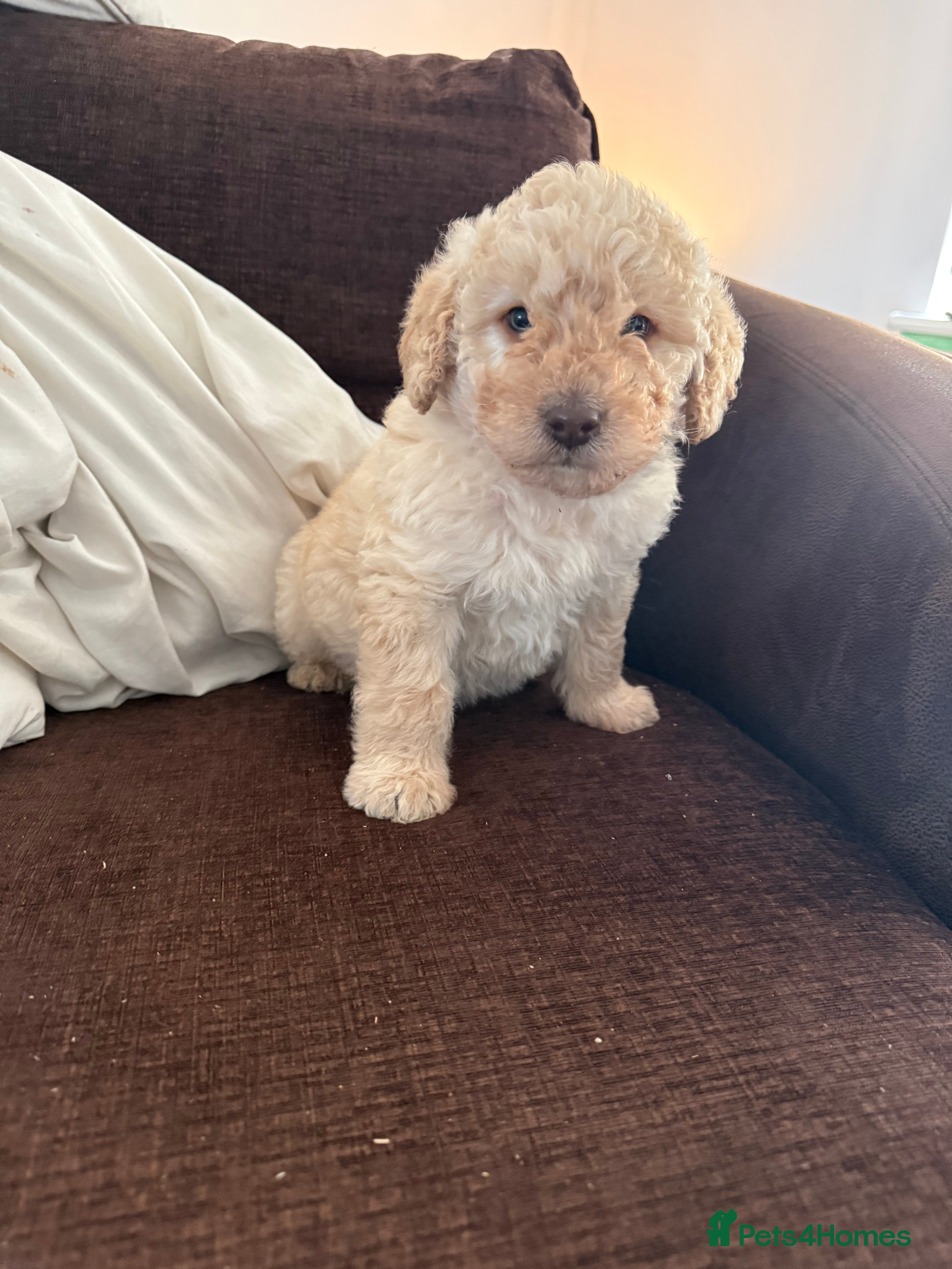 Labradoodle dogs Minature Labradoodles  - Advert 8