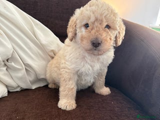 Labradoodle dogs Minature Labradoodles - Advert 5