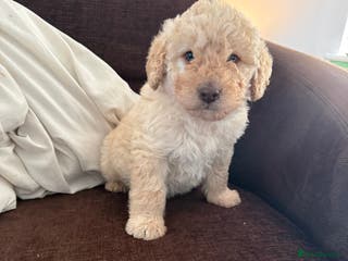 Labradoodle dogs Minature Labradoodles - Advert 1