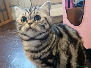 British Shorthair cats Bsh. Silver Classic Tabby.Active. - Advert 13