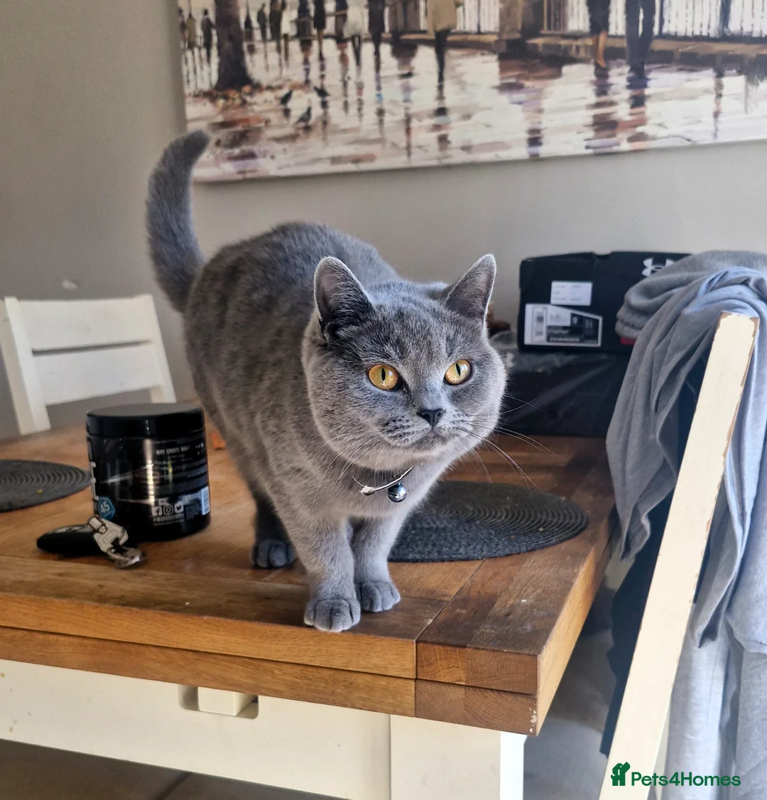 British Shorthair cats for sale: Stunning British short hair girl - Advert 1