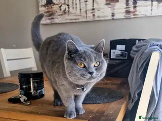 British Shorthair cats Stunning British short hair girl - Advert 7