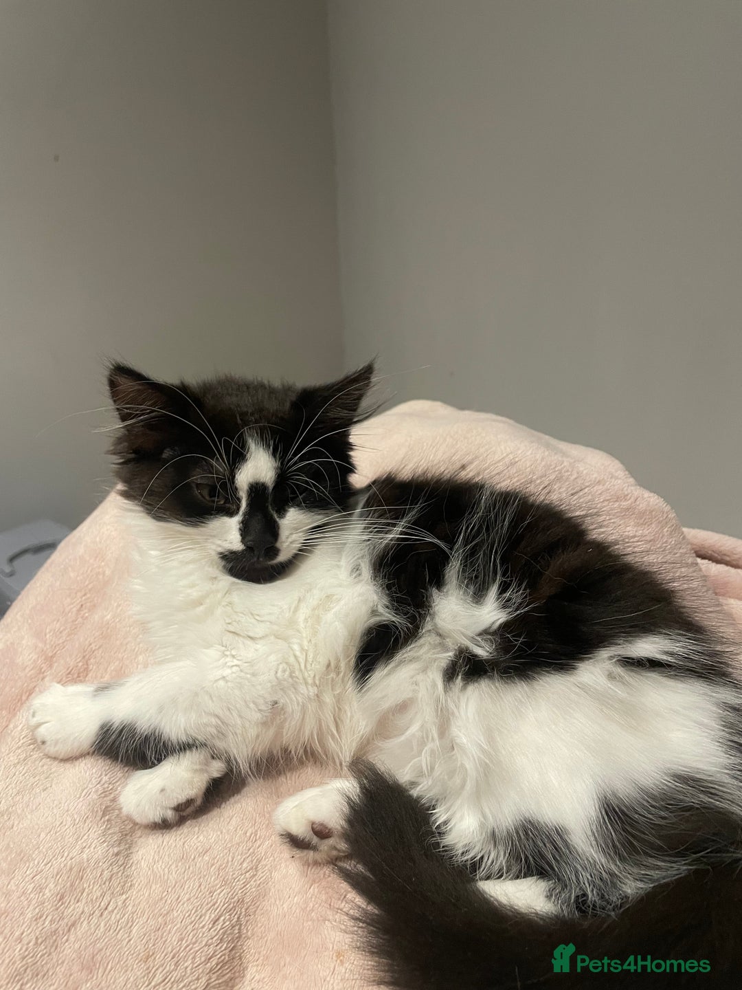 Mixed Breed cats for sale: Black and white mixed cat  - Image 4