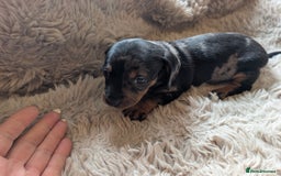 Dachshund dogs for sale: Dachshund puppys - Image 4