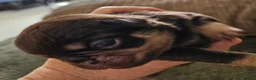 Pug dogs for sale: Stunning colourful litter of pugs - Advert 19