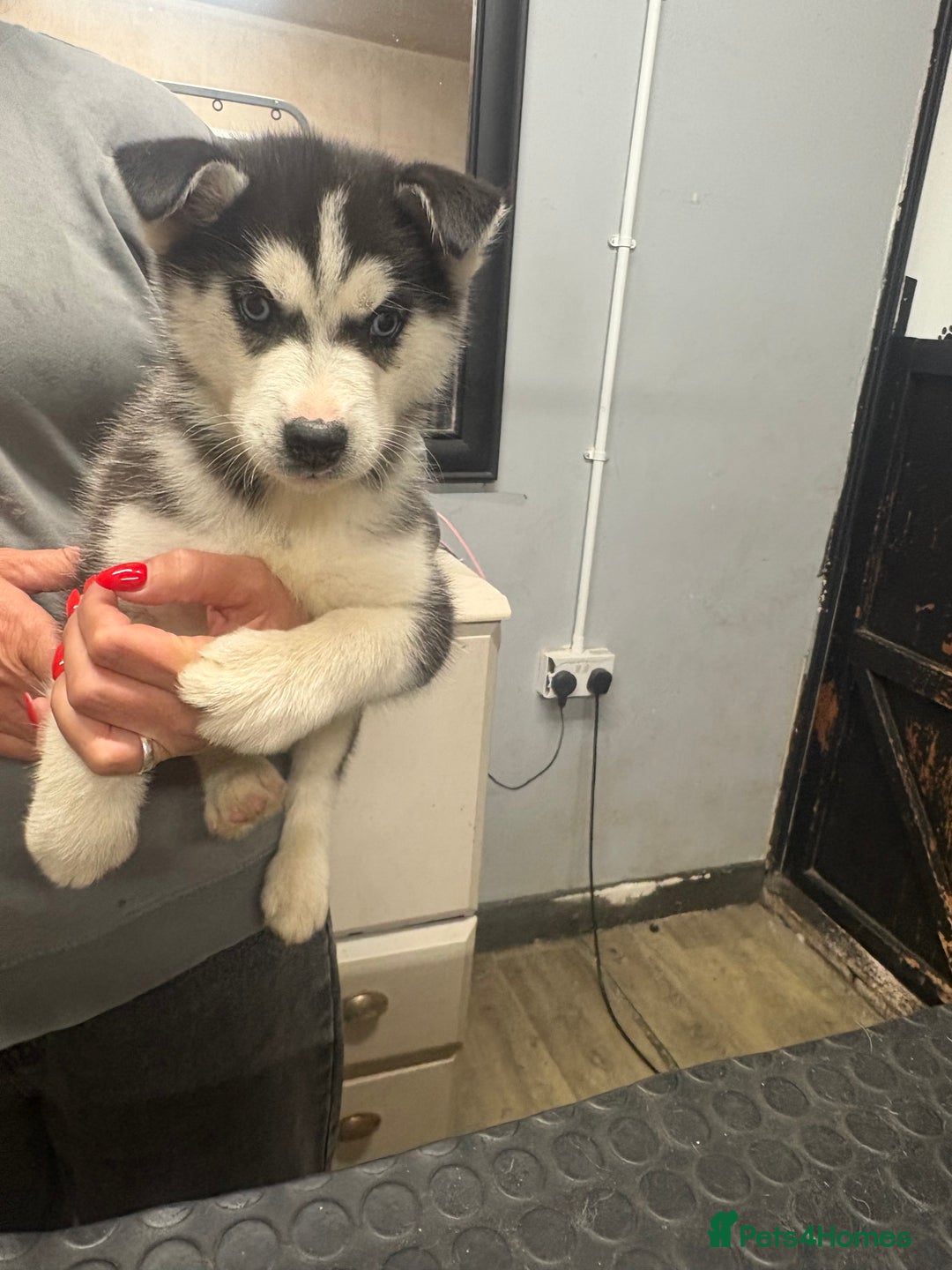 Siberian Husky dogs for sale: Siberian husky - Advert 4