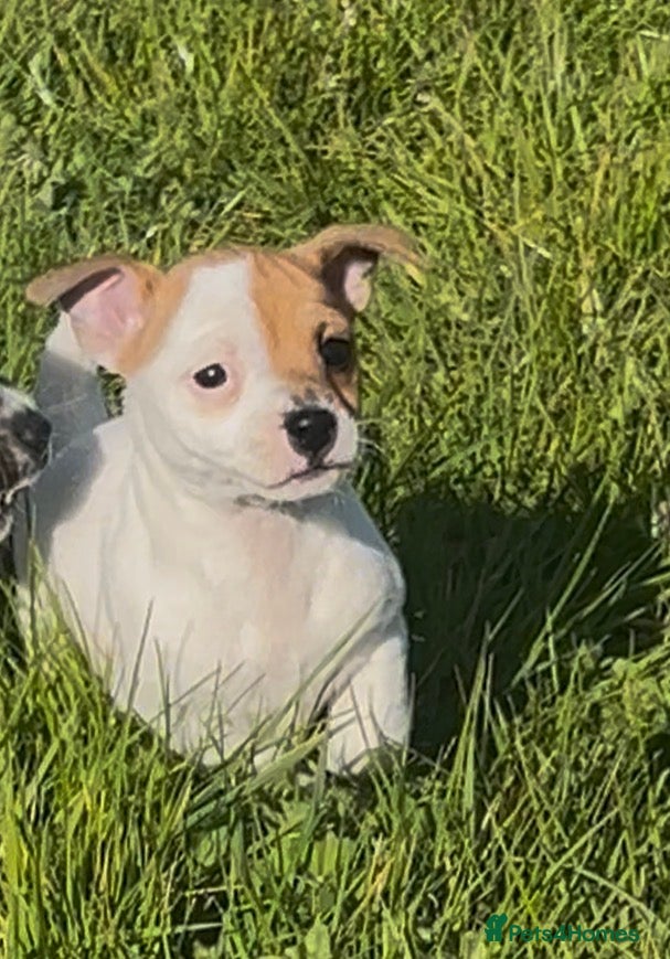 Jack Russell dogs Lovely chunky jack Russell’s  - Advert 4