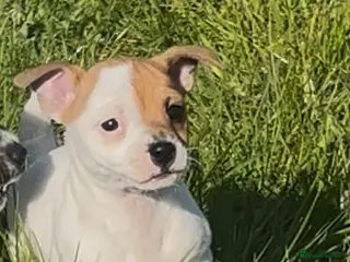 Jack Russell dogs Lovely chunky jack Russell’s - Advert 4