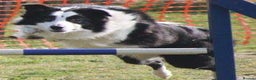Border Collie dogs for stud: ISDS&KC Fully Tested Border Collie for Stud in Bicester - Advert 31