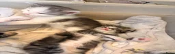 Perdoll cats for sale: Beautiful perdoll kittens available  in Birkenhead - Advert 8