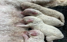 Poochon dogs for sale: Poochon puppies  - Advert 4