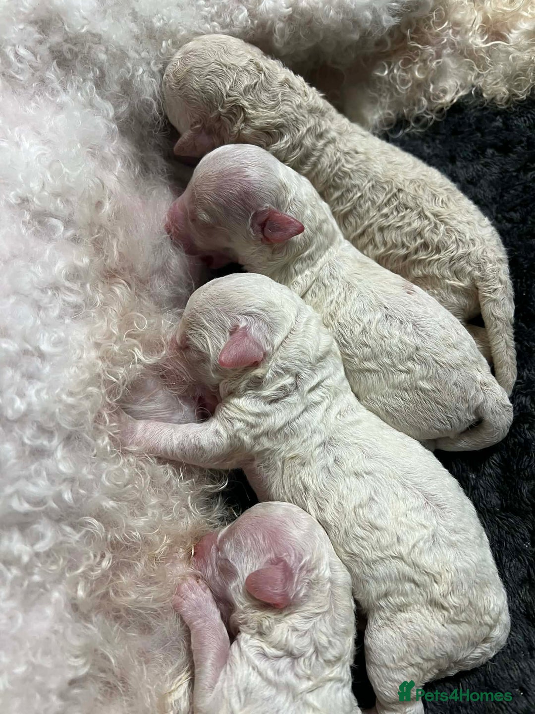 Poochon dogs for sale: Poochon puppies  - Advert 4