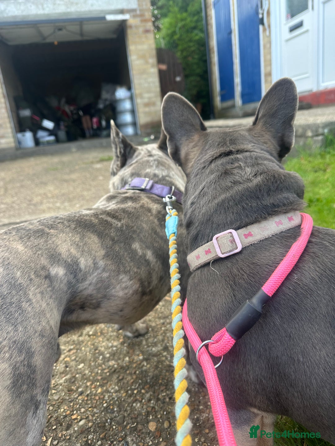 French Bulldog dogs for sale: French bull dogs age 3  - Image 5