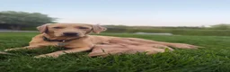 Labrador Retriever dogs for sale: Fox Red Labrador  - Advert 1