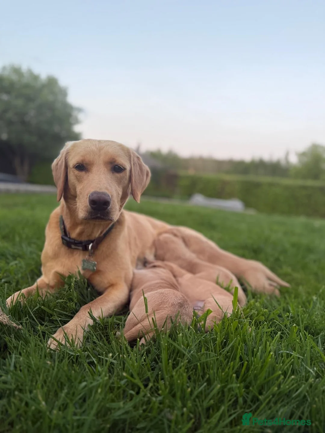 Labrador Retriever dogs for sale: Fox Red Labrador  - Advert 1