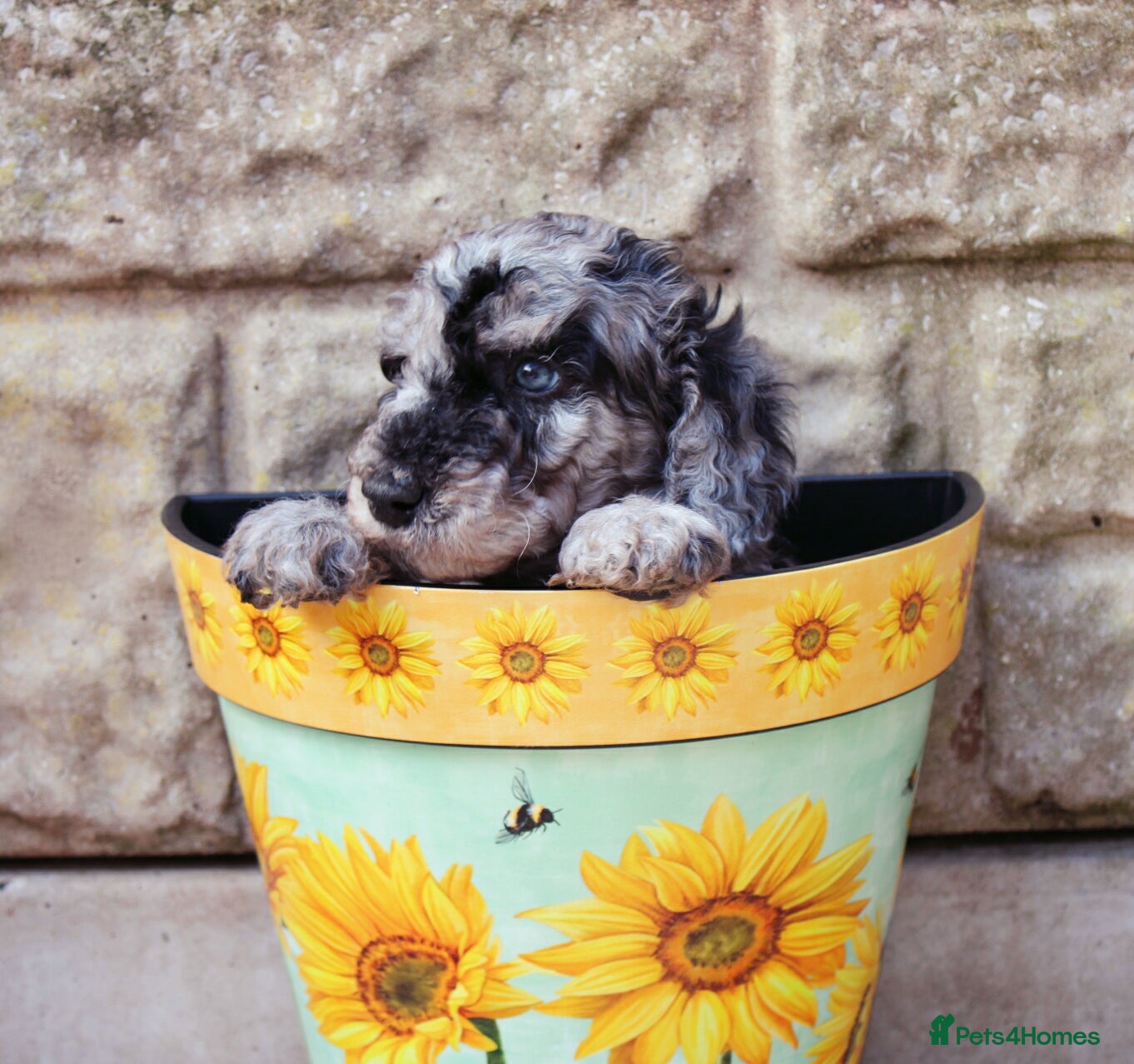 Labradoodle dogs F7 Australian Labradoodle Exceptional Puppies  - Advert 13