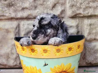 Labradoodle dogs F7 Australian Labradoodle Exceptional Puppies - Advert 13