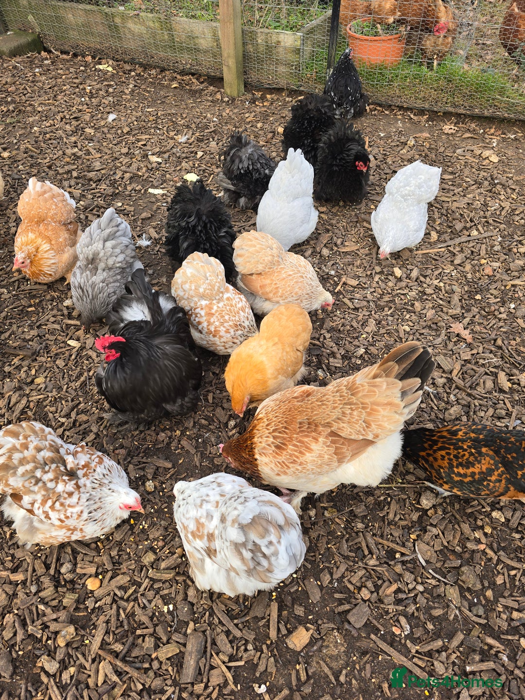 Chickens poultry for sale: Pekin Bantam Pullets  - Advert 1