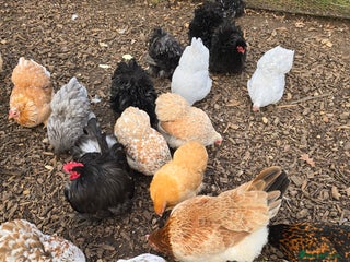 Chickens poultry Pekin Bantam Pullets - Advert 1