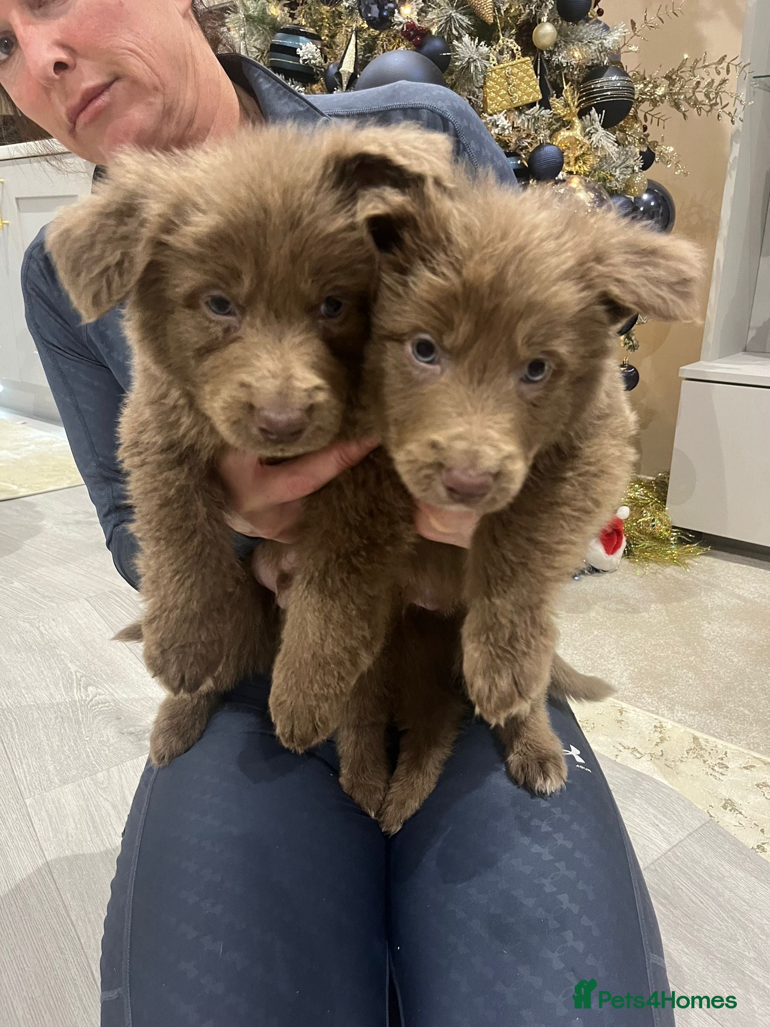 German Shepherd dogs Working KC GSD German shepherd puppies  - Advert 8