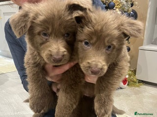 German Shepherd dogs Working KC GSD German shepherd puppies - Advert 6