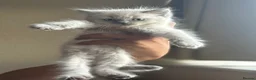 Mixed Breed cats for sale: British Longhair + Turkish Van Female Kitten - Advert 5