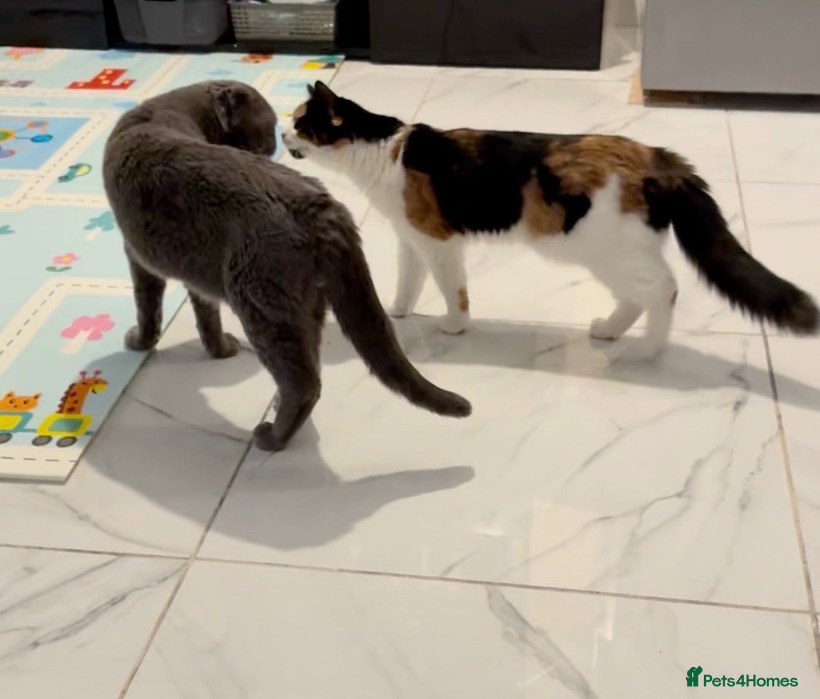 Mixed Breed cats Scottish fold, straight ears mixed breed kittens!  - Advert 2