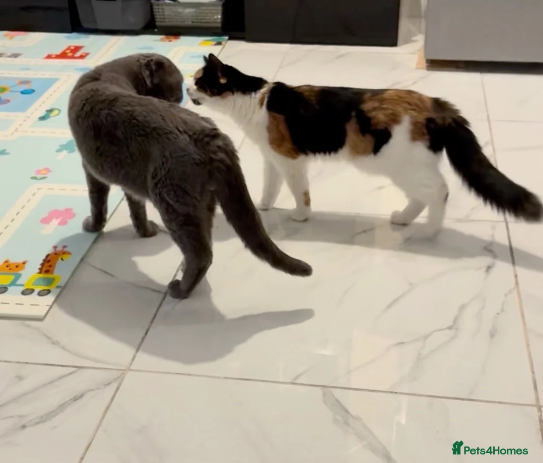 Mixed Breed cats for sale: Scottish fold, straight ears mixed breed kittens!  - Advert 1