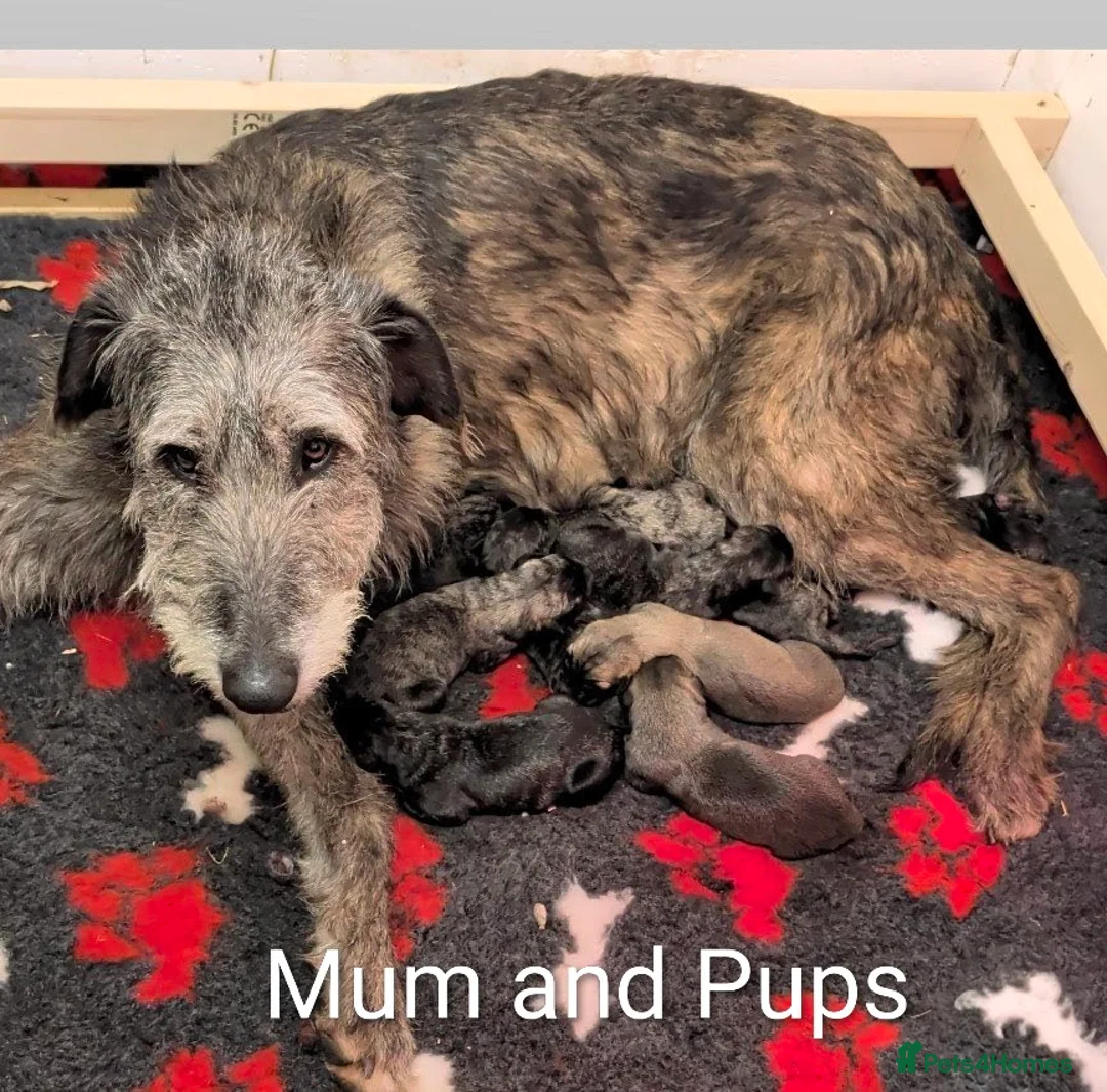 Irish Wolfhound dogs for sale: Irish Wolfhound Puppies  - Advert 2