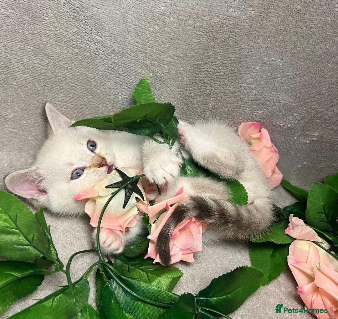 Mixed Breed cats for sale: 6 cute blue-eyed Ragdoll and BSH mix kittens  - Advert 34