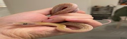 Rat Snake reptiles for sale: 2025CB albino/anery/calico beauty rat snakes  - Advert 3