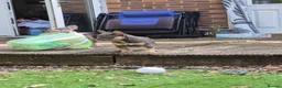 French Bulldog dogs for sale: French bulldog female ready leave - Advert 7