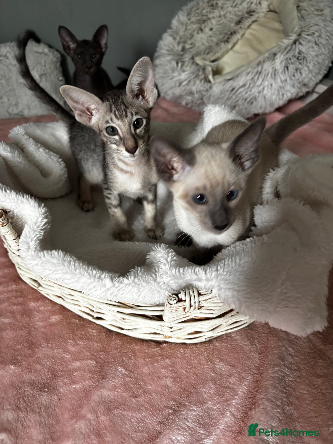 Oriental cats for sale: Pure breed Oriental kittens  - Image 14