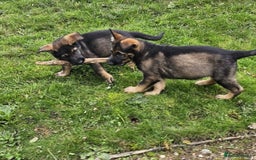 German Shepherd dogs for sale: Quality Kc Reg German shepherd - Image 6