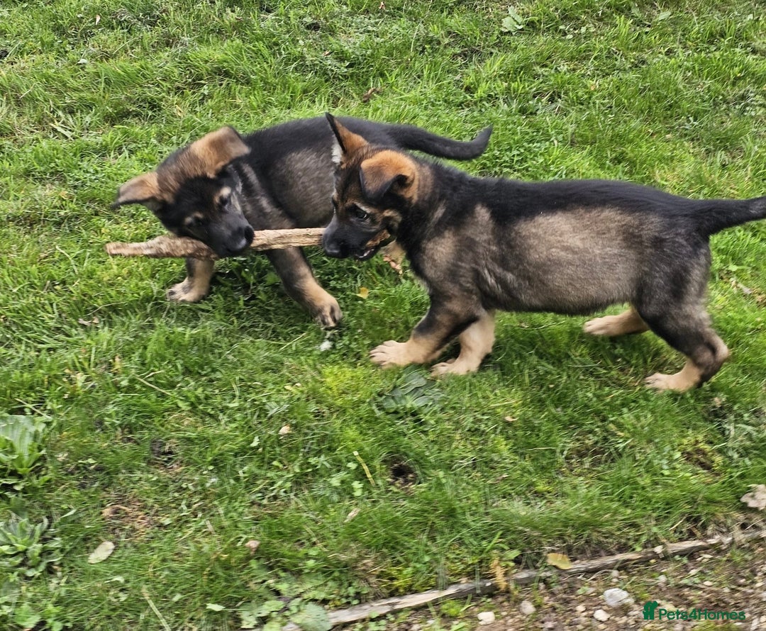 German Shepherd dogs for sale: Quality Kc Reg German shepherd - Image 6