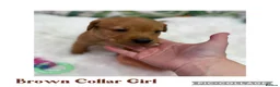 Labrador Retriever dogs for sale: Stunning Labrador Retriever Puppies  - Advert 30