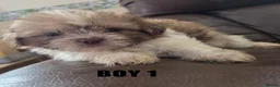 Mixed Breed dogs for sale: Shih-Tzu Puppies x4 - Advert 8