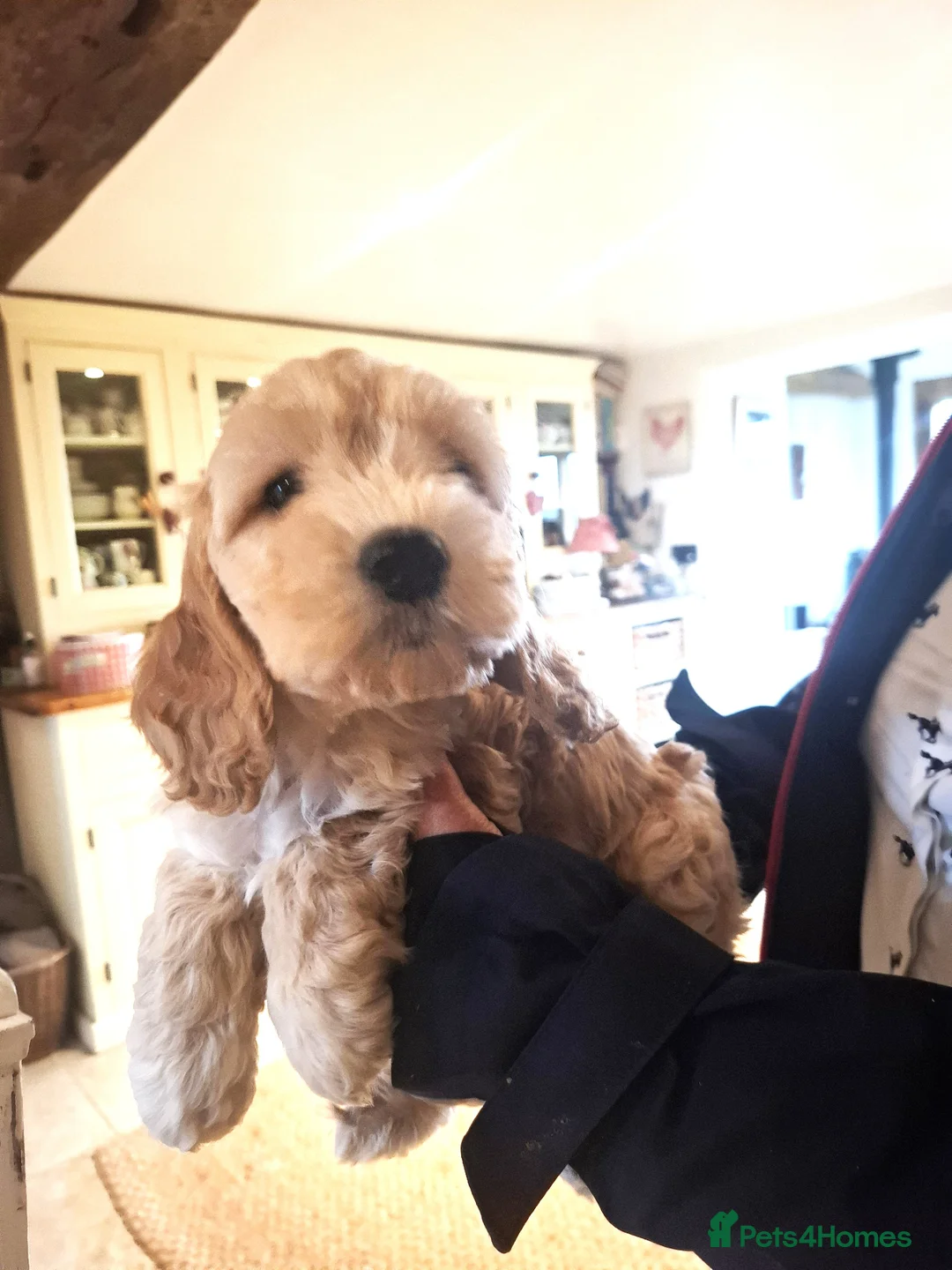 Cockapoo dogs for sale: Gold Coockapoo - Advert 2