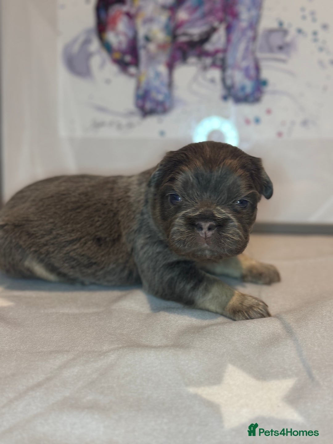 French Bulldog dogs for sale: Fluffy French Bulldog Puppies - Advert 3